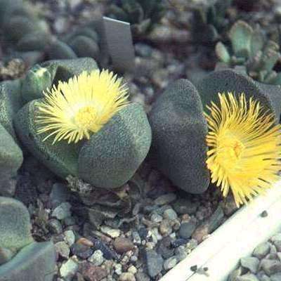 10+ Pleiospilos bolusii Seeds - Liverplant, Mimicry Plant - Indigenous Succulent Mesemb Psychoactive