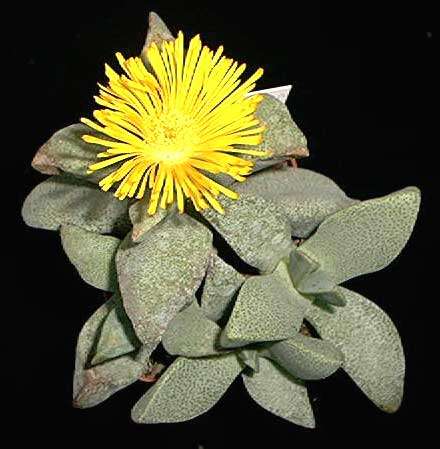 10 Pleiospilos compactus ssp canus Seeds - Buy Indigenous Seeds + Get Free Seeds - Mesemb
