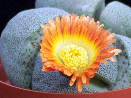 Pleiospilos nelii Seeds