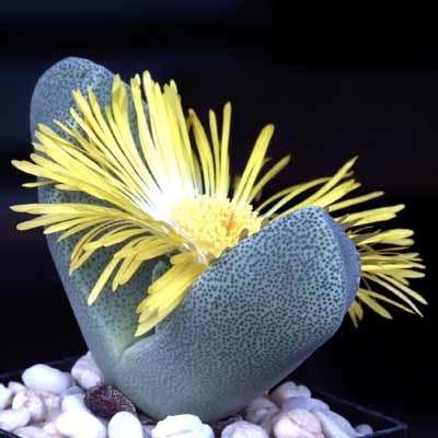 10+ Pleiospilos bolusii Seeds - Liverplant, Mimicry Plant - Indigenous Succulent Mesemb Psychoactive