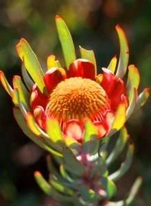 Protea canaliculata Seeds - Indigenous