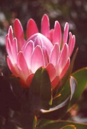Protea compacta Seeds (Bot River Sugarbush)