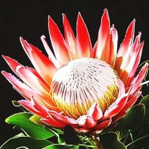 Protea cynaroides Seeds (King Protea) Spring Blooming - Indigenous
