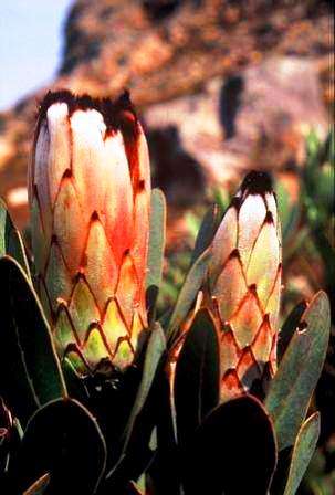 Protea laurifolia Seeds - Indigenous