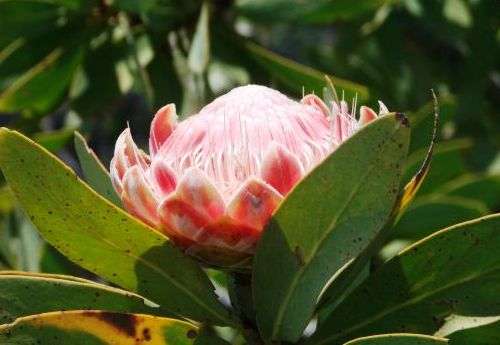 Protea magnifica Seeds - Indigenous
