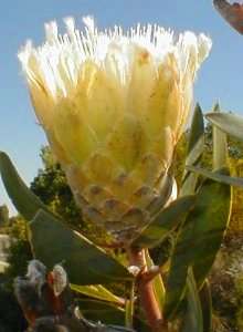 Protea mundii Seeds - Indigenous