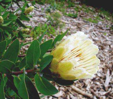 10 Protea mundii Seeds