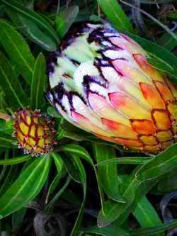 Protea neriifolia Seeds - Oleanderleaf Protea - Blousuikerbos