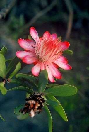 10 Protea punctata Seeds