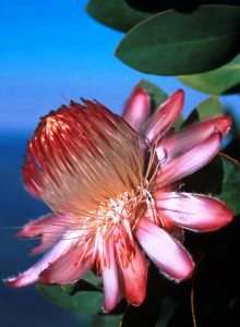Protea punctata Seeds - Indigenous
