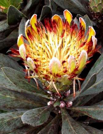 Protea roupelliae or Silver Sugarbush Seeds - Indigenous