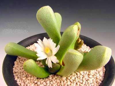 Psammophora longifolia Seeds - Indigenous Succulents