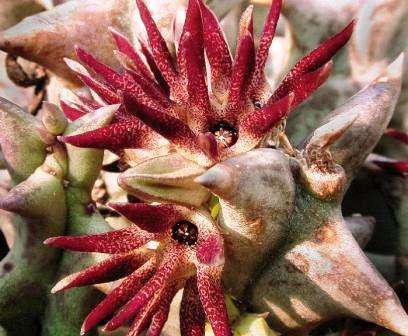 10 Quaqua mammillaris Seeds - RARE - Indigenous Succulents