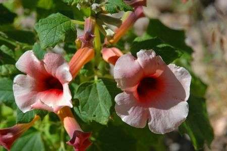 Rogeria petrophila Seeds - Indigenous