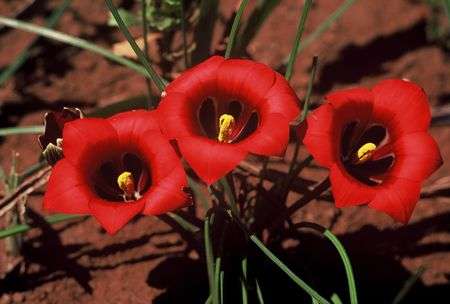 10 Romulea monadelpha Seeds - Sow Autumn - Indigenous Bulbs Seeds