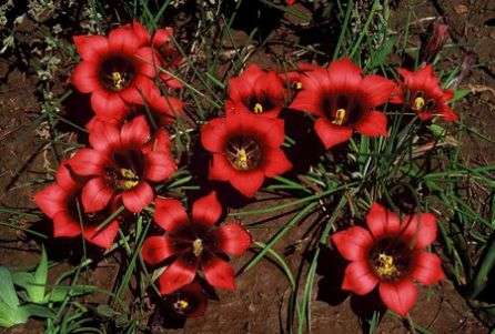 20 Romulea sabulosa Seeds - Sow Autumn