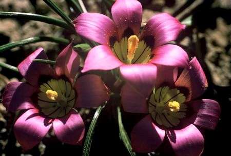 Romulea subfistulosa Seeds - Sow Autumn - Indigenous Bulbs Seeds