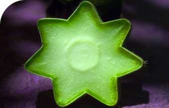 Psychoactive 20 cm San Pedro Cactus Live Succulent Plants Cuttings