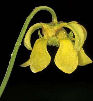 Carnivorous Pale Pitcher Plant Sarracenia alata Seeds + FREE SEEDS WITH ALL ORDERS