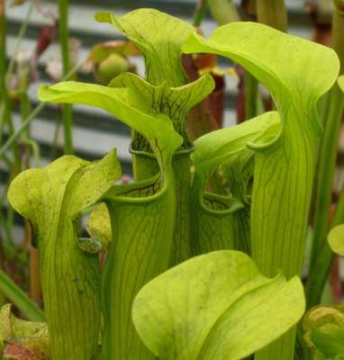 Carnivorous Pale Pitcher Plant Sarracenia alata Seeds + FREE SEEDS WITH ALL ORDERS