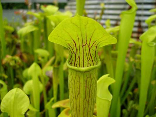 10 Carnivorous Pale Pitcher Plant Sarracenia alata Seeds