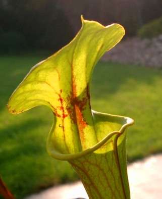 10 Yellow Pitcher Plant Carnivorous Sarracenia flava rugelii Seeds