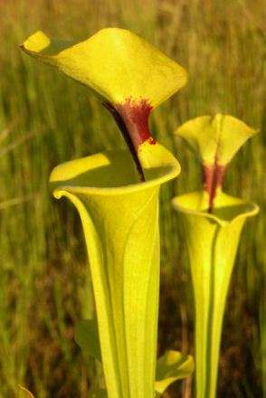 Yellow Pitcher Plant Carnivorous Sarracenia flava rugelii Seeds