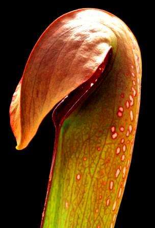 HOODED CARNIVOROUS Pitcher Plant - RARE