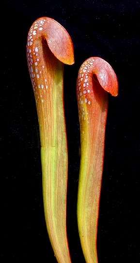 10 Sarracenia minor Seeds - Hooded Pitcher Plant Seeds - Carnivorous
