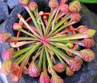 5 Sarracenia psittacina - Parrot Pitcher Plant Seeds + FREE SEEDS WITH ALL ORDERS!