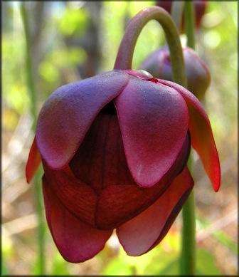 5 Sarracenia psittacina - Parrot Pitcher Plant Seeds + FREE SEEDS WITH ALL ORDERS!