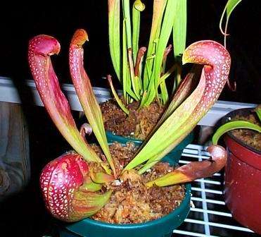 CARNIVOROUS - Sarracenia psittacina - Parrot Pitcher Plant Seeds
