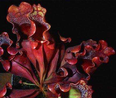 10 Carnivorous Sarracenia purpurea spp. purpurea Seeds