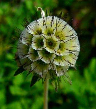 Scabiosa africana Seeds - Indigenous