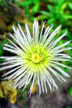 Sceletium tortuosum Seeds - Kanna (Mind-Altering)