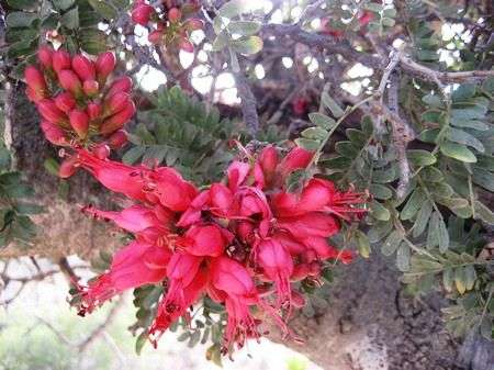 Karoo boer-bean Seeds