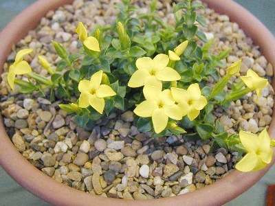 Sebaea thomasii Seeds - Indigenous