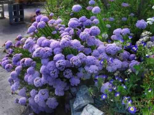 Selago serrata Seeds - Sow Autumn