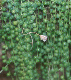 10 Senecio radicans -String of Pearls Seeds (Lovely Carnation Scented Flowers) Indigenous Succulents