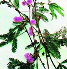 "Sensitive Plant" Seeds - Mimosa pudica