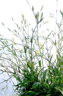 Silene capensis Seeds - Psychoactive African Dream Root - Sow Autumn