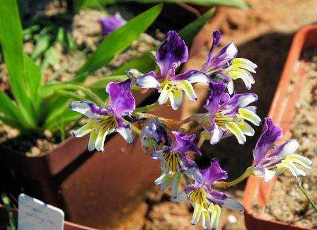 RARE Sparaxis variegata Seeds - Sow Autumn - Indigenous Bulbs Seeds