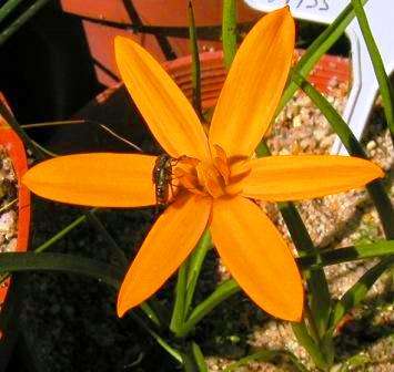 Spiloxene canaliculata Seeds - Sow Autumn