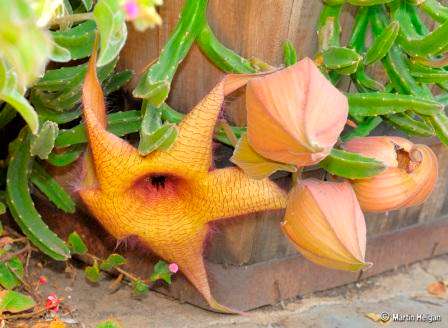 5 Stapelia gigantea Seeds - Indigenous South African Succulent Seeds From South Africa + Free Seeds