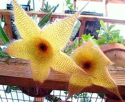 Stapelia gigantea Seeds - Indigenous Succulents