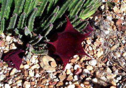 10 Stapelia leendertziae (Carion Flower) Seeds