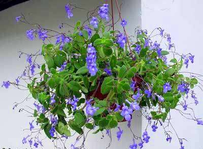 Streptocarpus saxorum Seeds - Indigenous