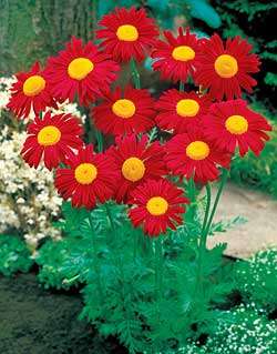 10 Robinsons Daisy - Tanacetum coccineum Seeds