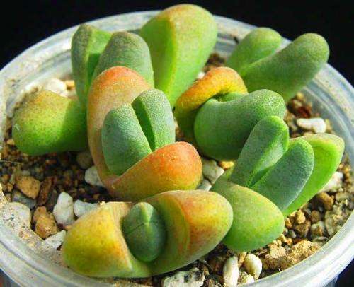20 Tanquana prismatica Seeds - Indigenous Succulents