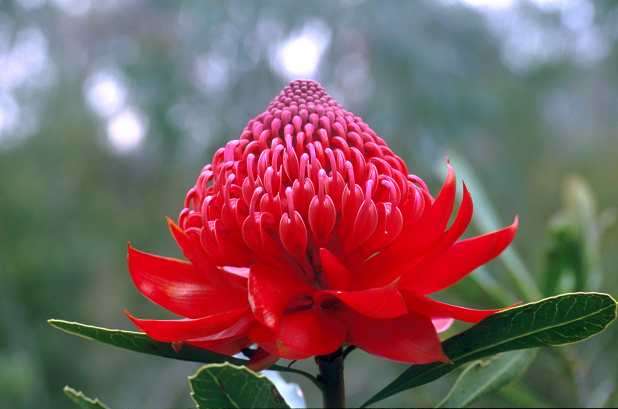 20 New South Wales Waratah - Telopea speciosissima Seeds - Protea Family